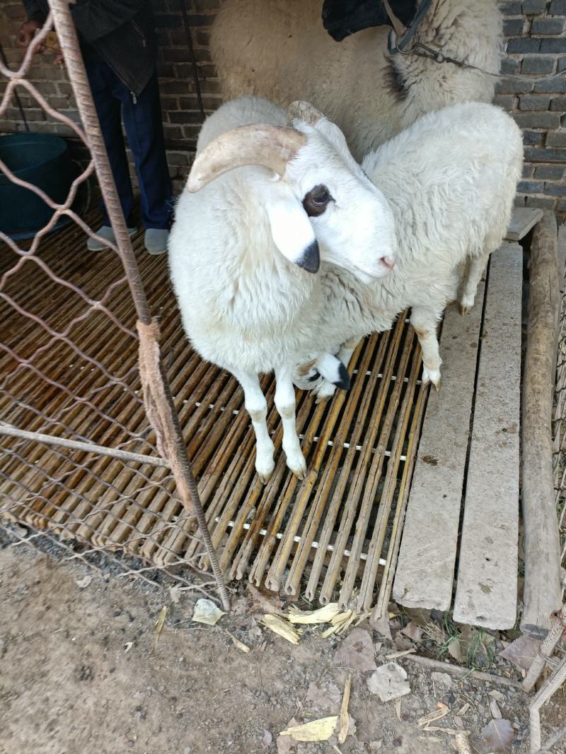 青山羊生长发育快，繁殖力强，抗病能力强，提供养殖技术