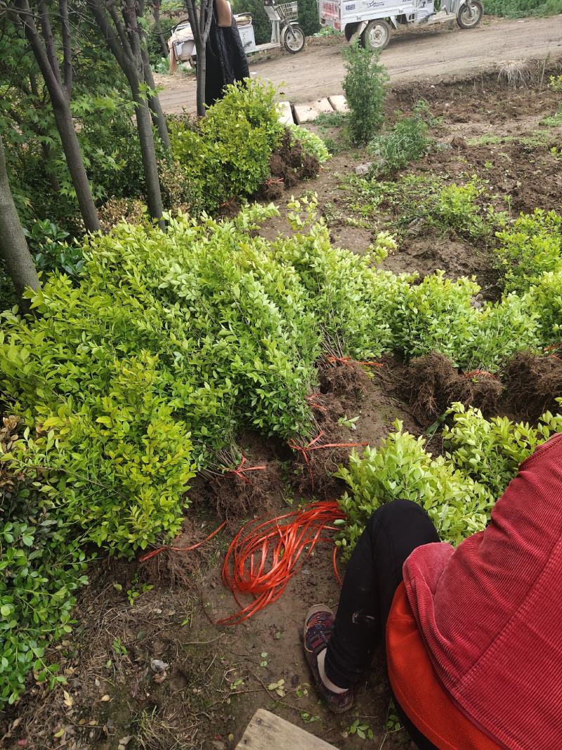 金叶女贞苗规格齐全基地直供包技术包成活价格低