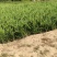 龙柏小龙柏龙柏苗大量供应各种规格基地直销一手苗
