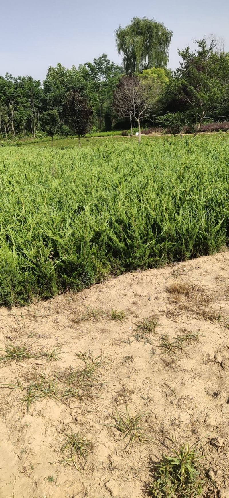 龙柏小龙柏龙柏苗大量供应各种规格基地直销一手苗