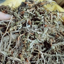 甘松水洗甘松统货甘松中药材香辛料批发