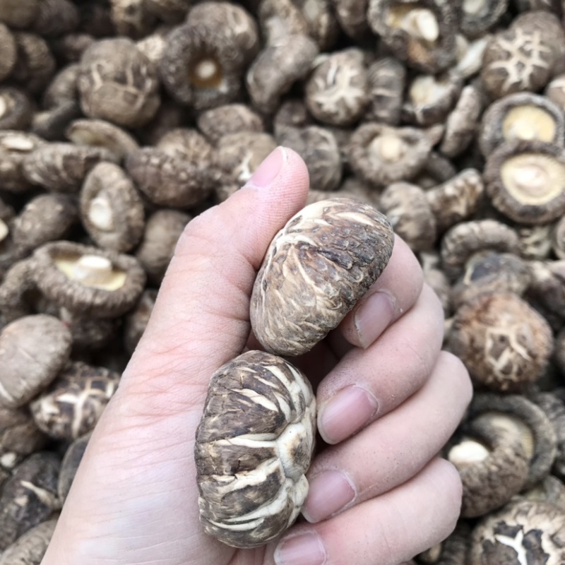 特级天白花菇肉厚冬菇干香菇蘑菇食用菌基地直供店常年批发