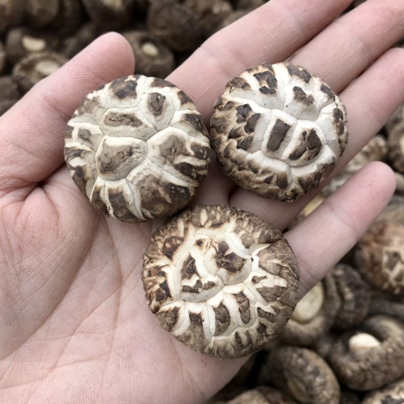 特级天白花菇肉厚冬菇干香菇蘑菇食用菌基地直供店常年批发