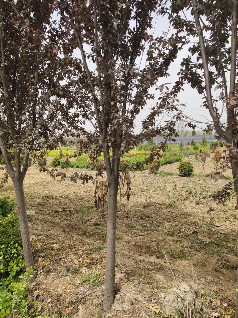 紫叶李基地直销.各种规格都有