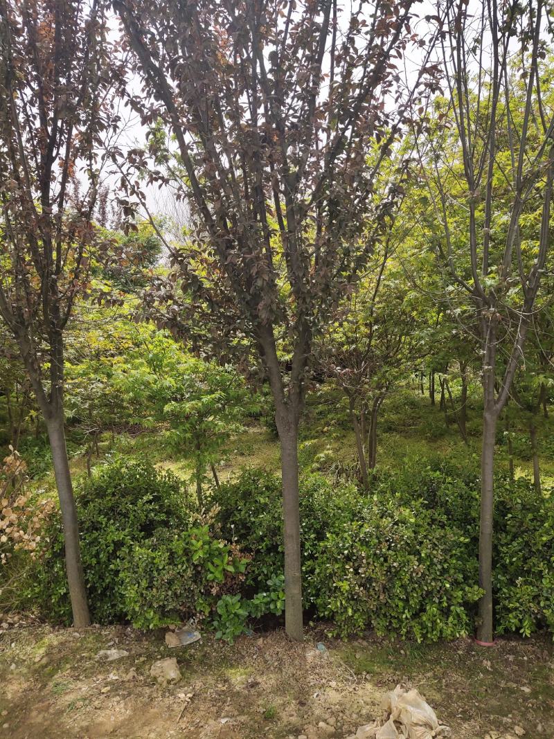 紫叶李基地直销.各种规格都有