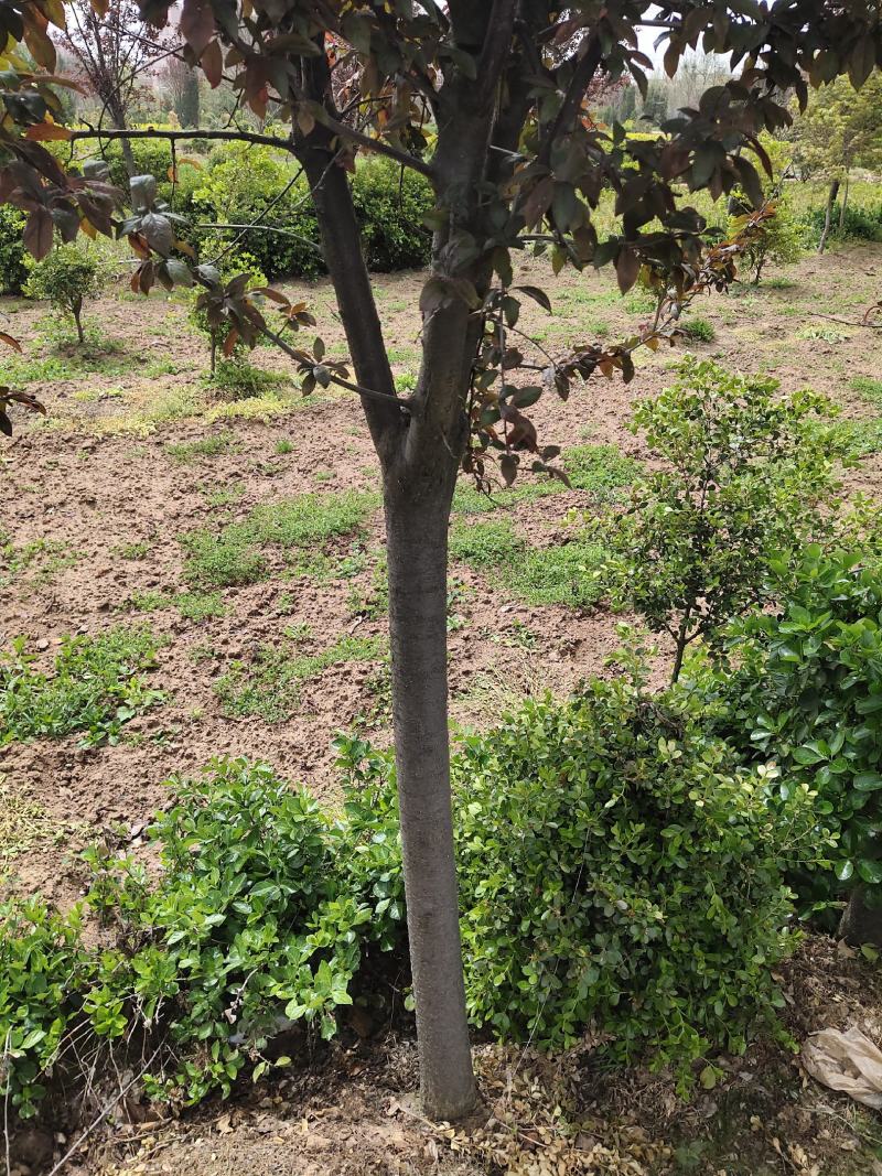 紫叶李基地直销.各种规格都有