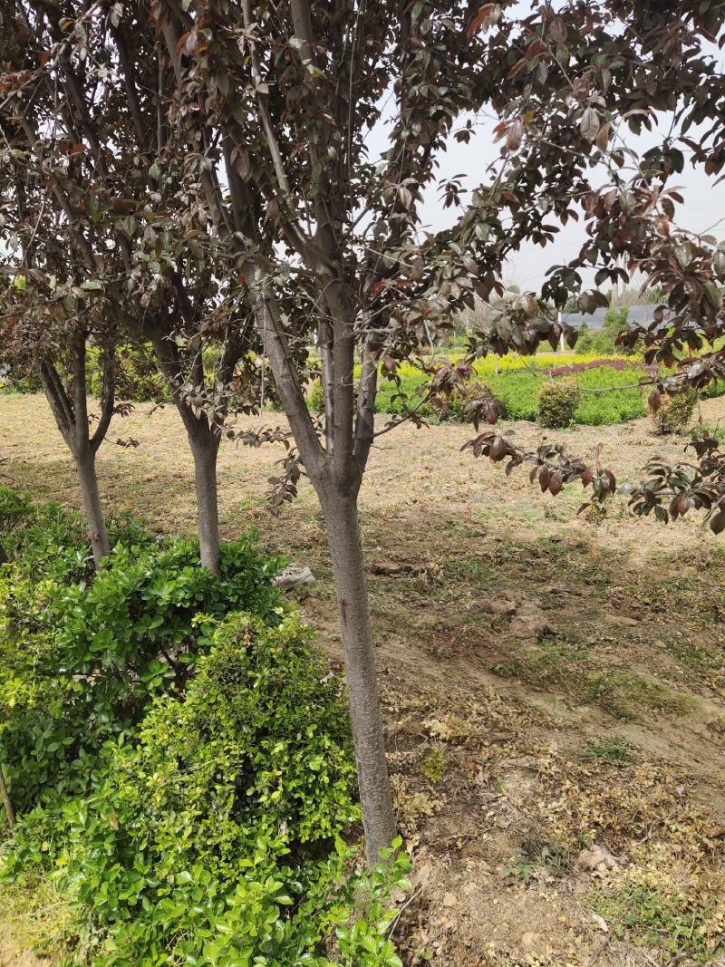 紫叶李基地直销.各种规格都有