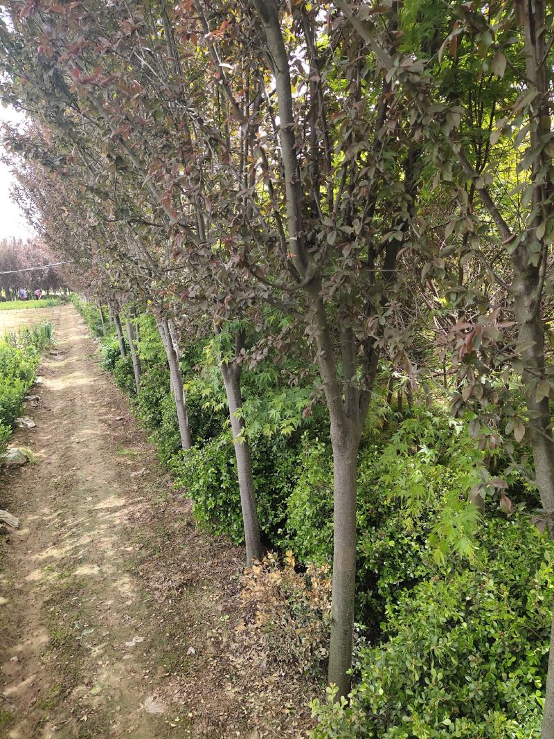 紫叶李基地直销.各种规格都有