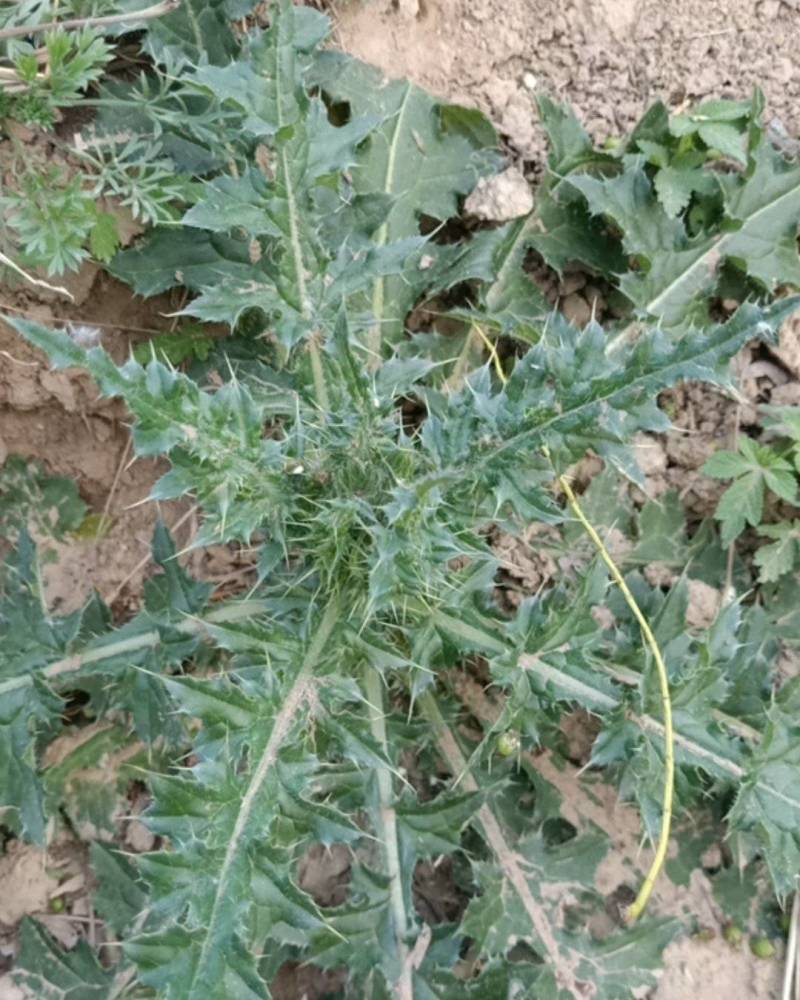 大薊草