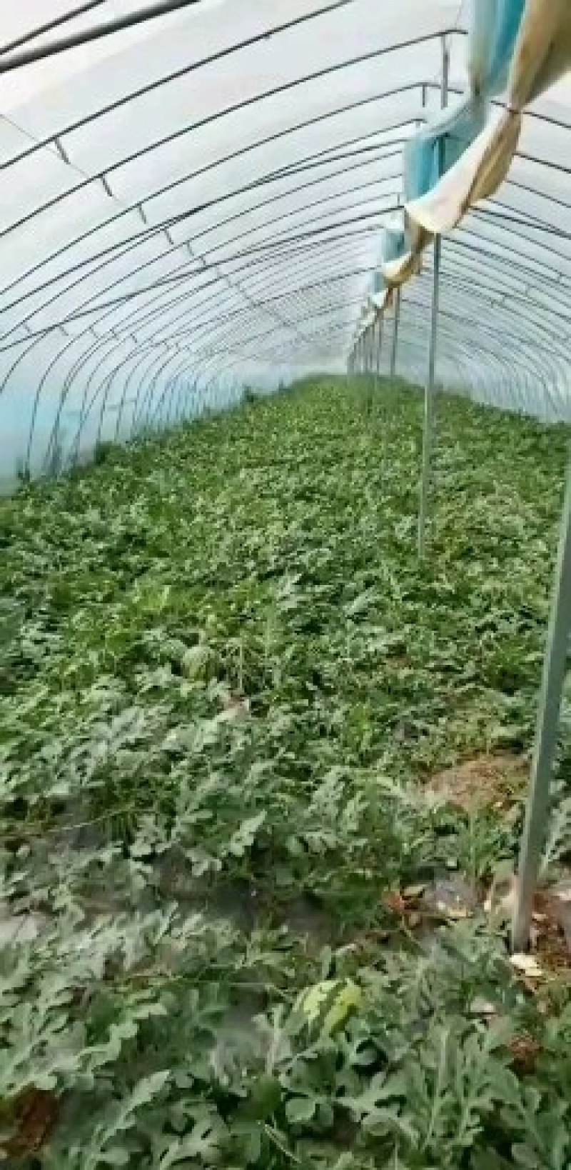 精品美都西瓜大量上市，产地直销，一手货源，代发全国，