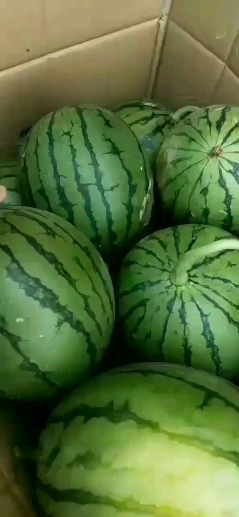 精品美都西瓜大量上市，产地直销，一手货源，代发全国，