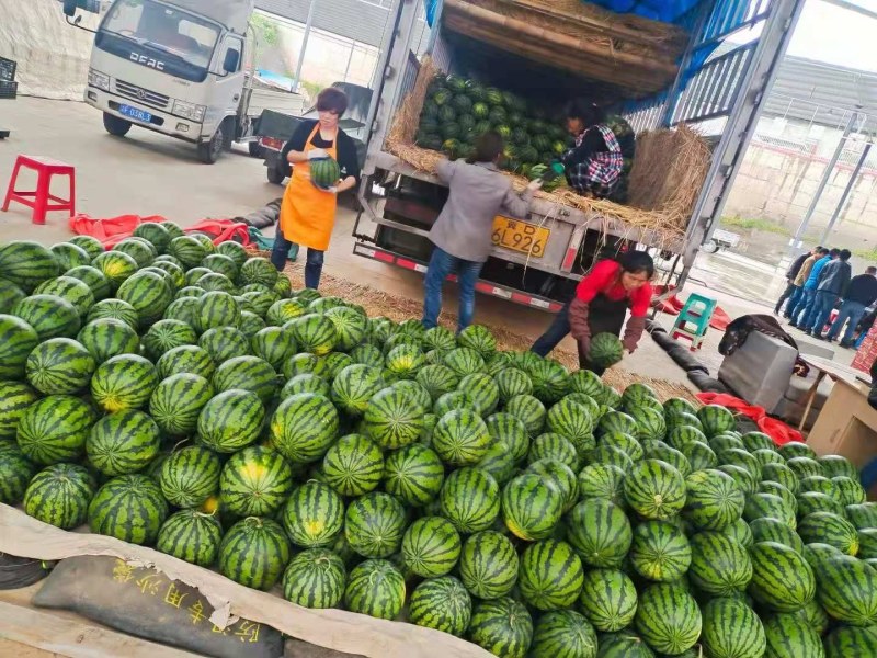 精品美都西瓜大量上市，产地直销，一手货源，代发全国，