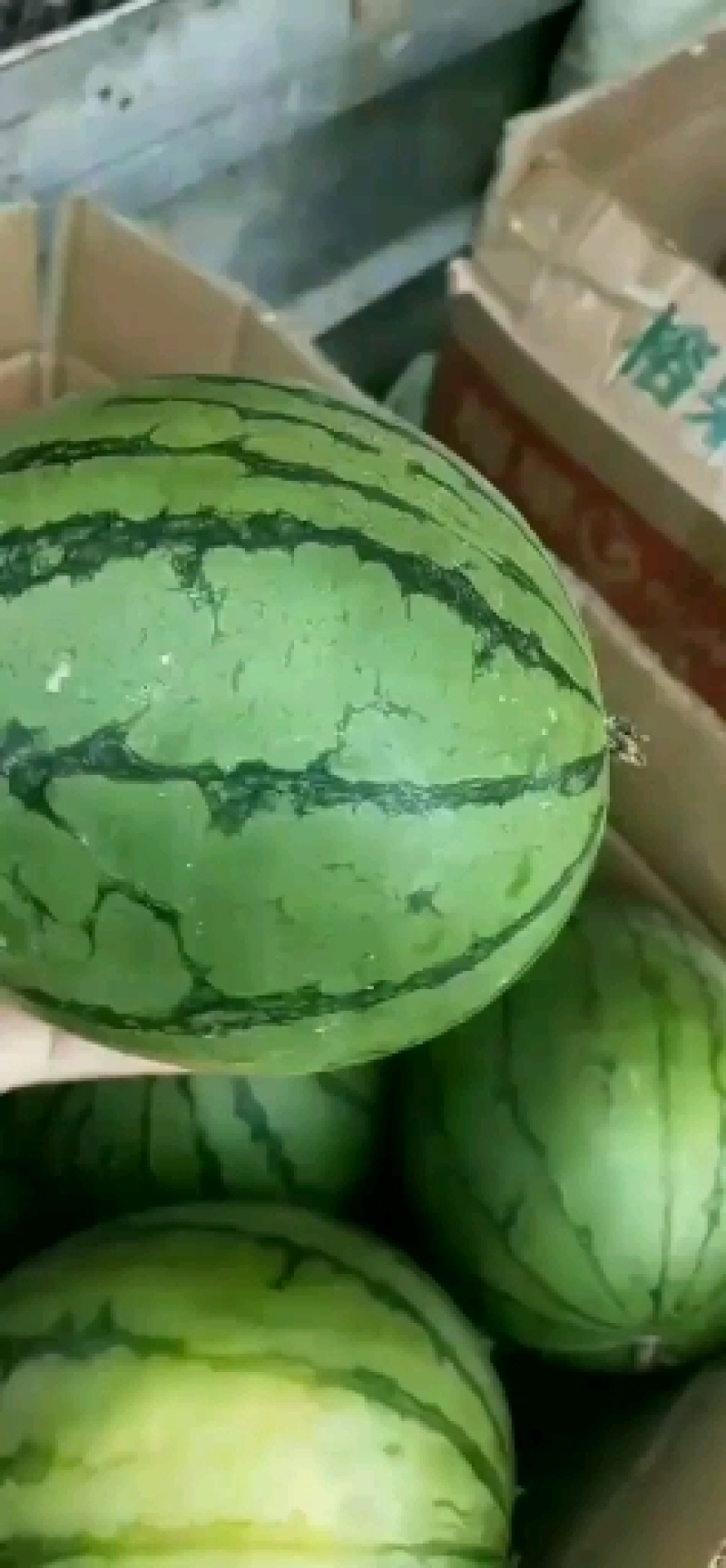 精品美都西瓜大量上市，产地直销，一手货源，代发全国，