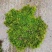 苔藓