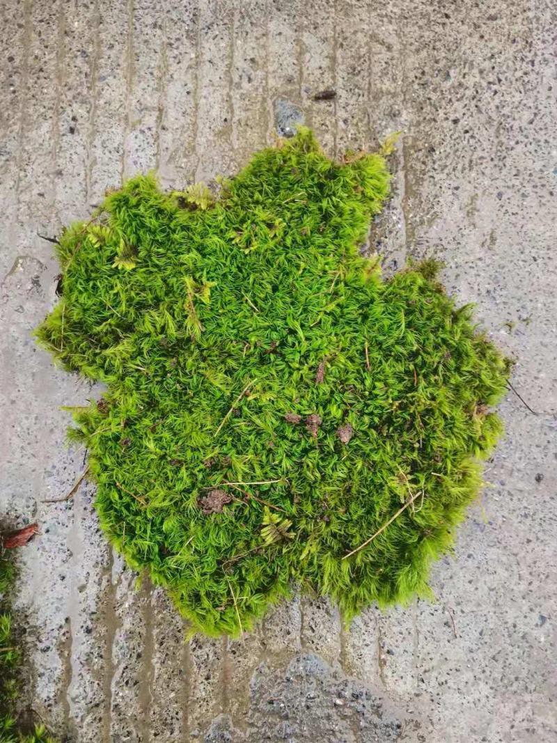 苔藓