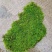 苔藓