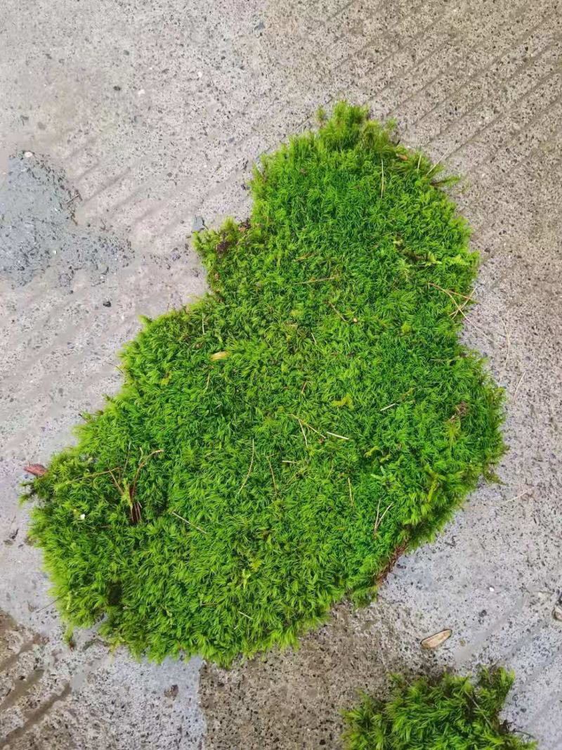 苔藓