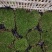 苔藓