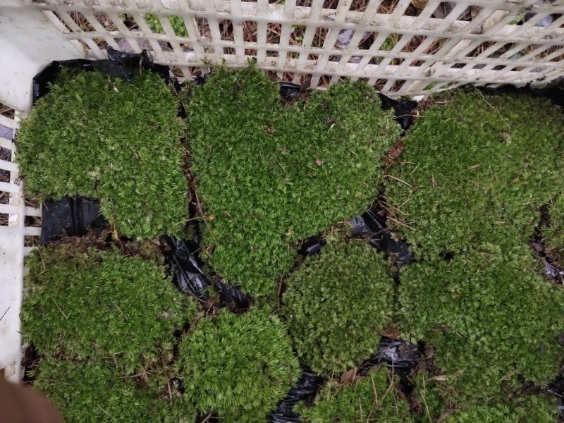 苔藓