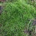 苔藓
