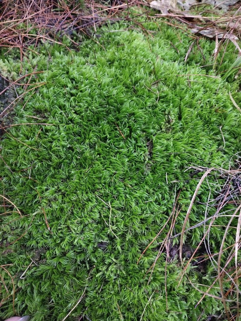 苔藓