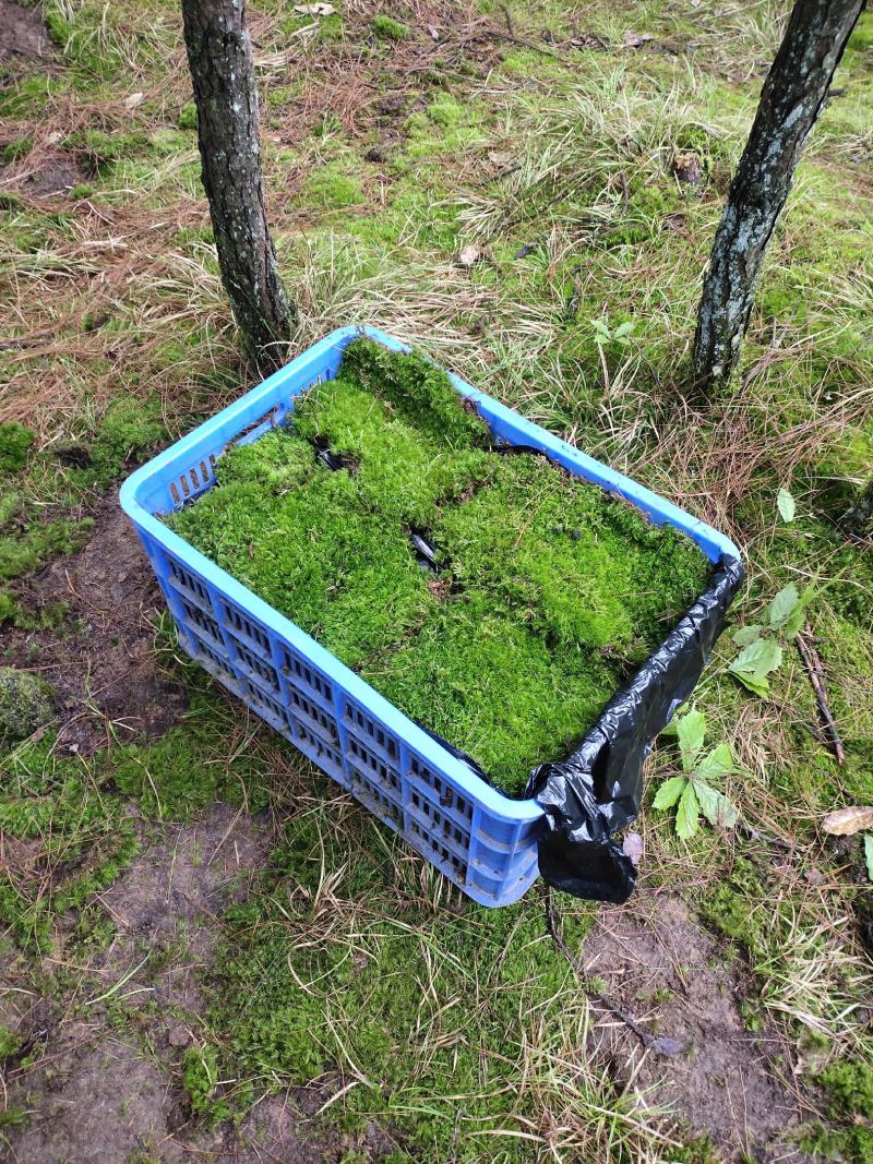苔藓