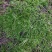 苔藓