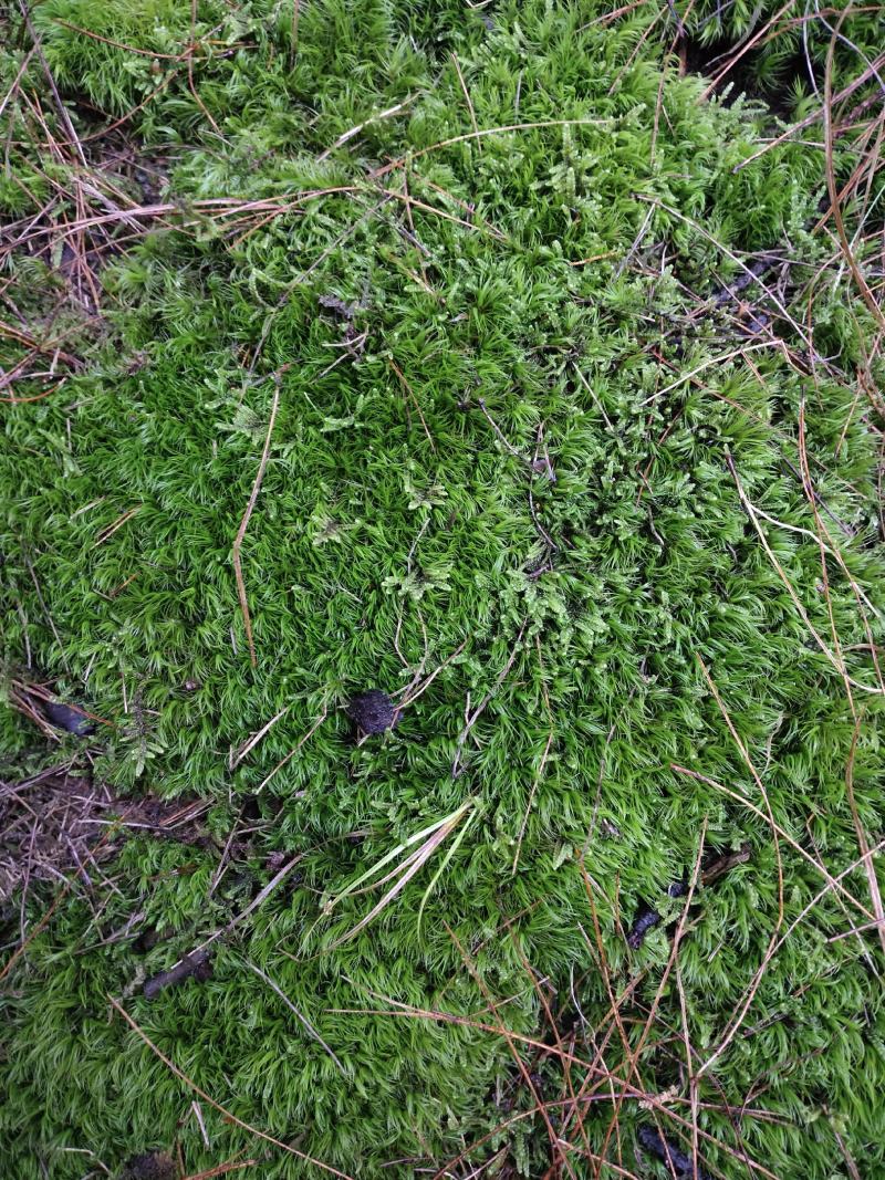 苔藓