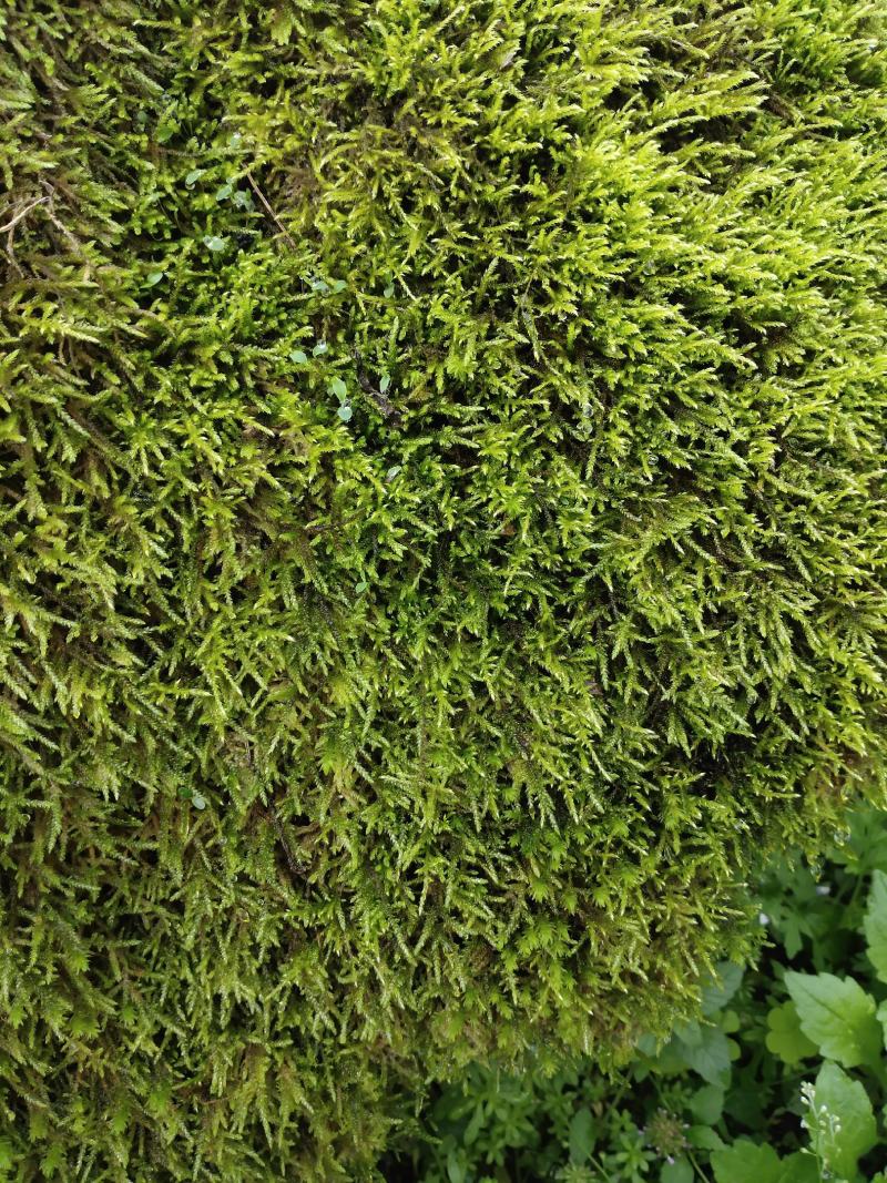 苔藓