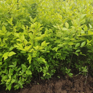 金叶女贞农户价直销，无中间环节，诚实守信，规格齐全。