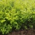 金叶女贞农户价直销，无中间环节，诚实守信，规格齐全。