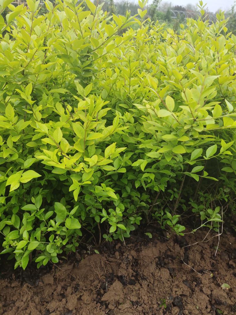 金叶女贞农户价直销，无中间环节，诚实守信，规格齐全。