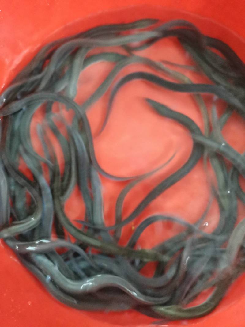 （鱼苗）中华刺鳅，又名刀鳅，刀割，淡水鱼