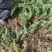 铺地柏、地柏、爬地柏基地直销，大量出售包成活价格低