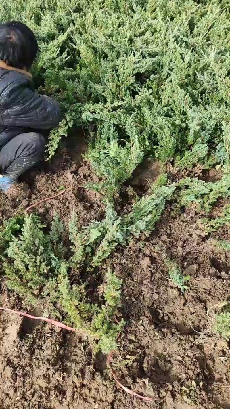 铺地柏、地柏、爬地柏基地直销，大量出售包成活价格低