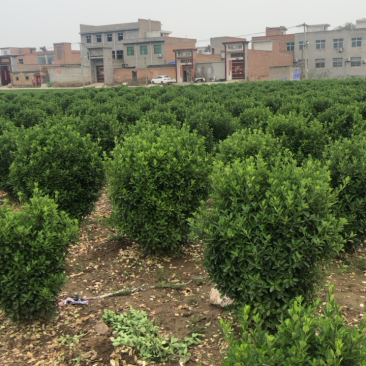 大叶黄杨，万年青，规格40起，价位美丽。