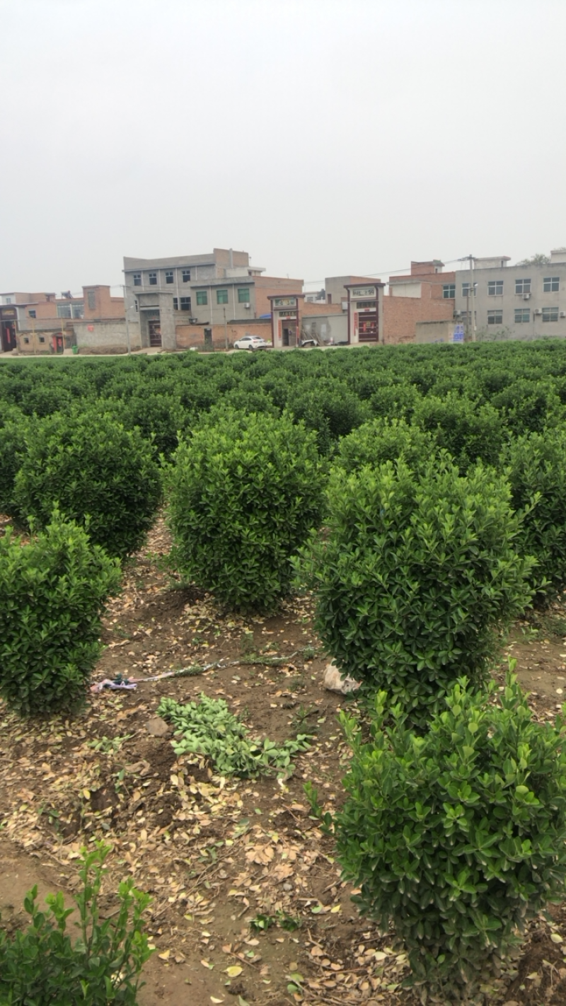 大叶黄杨，万年青，规格40起，价位美丽。