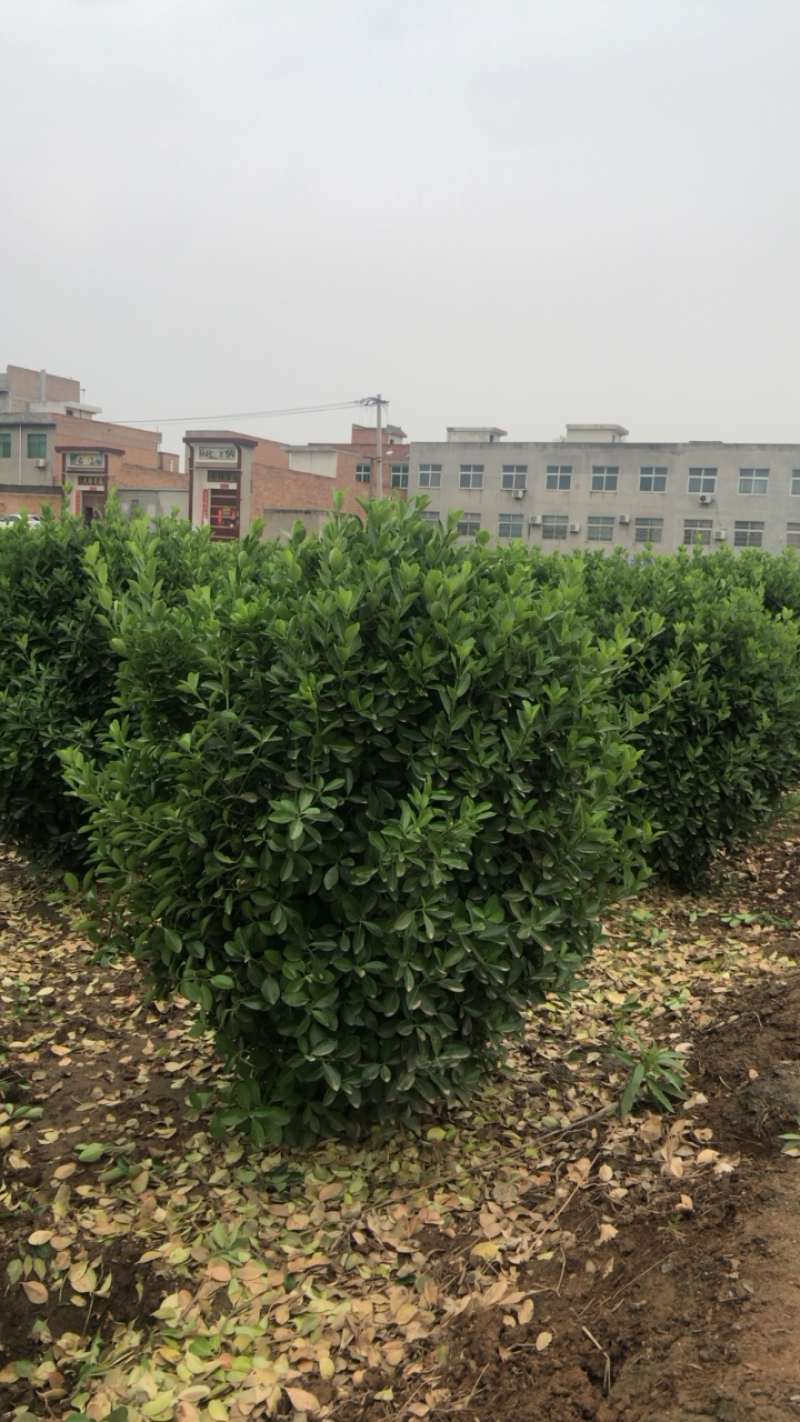 大叶黄杨，万年青，规格40起，价位美丽。
