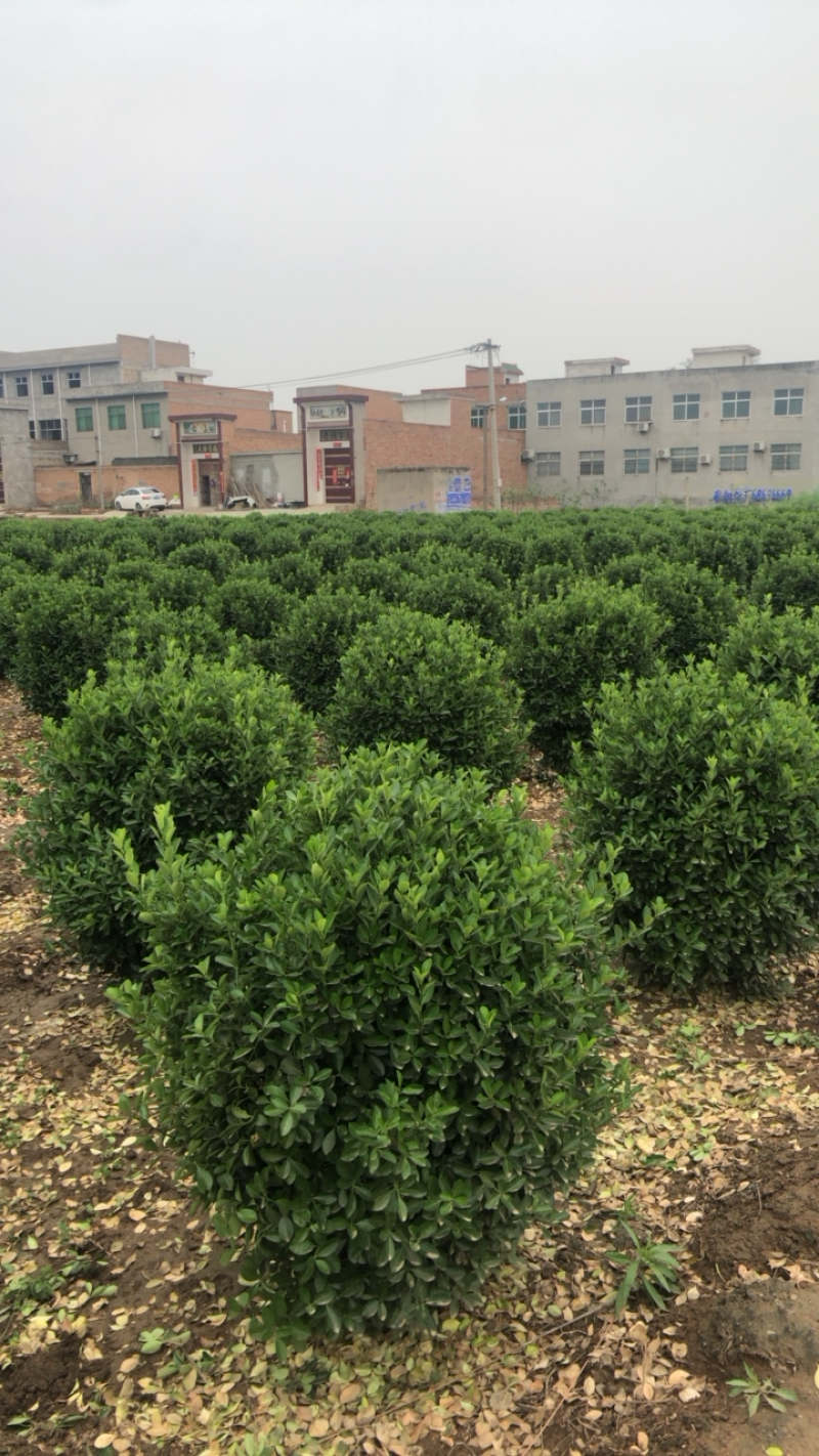 大叶黄杨，万年青，规格40起，价位美丽。