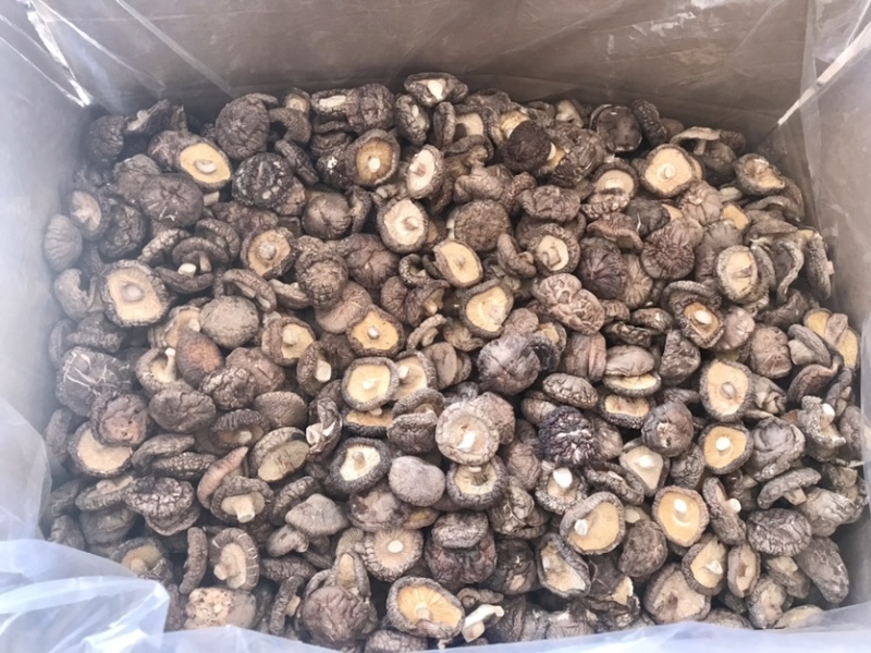 河南大香菇干货新货批发蘑菇食用菌农产品基地批发常年供应