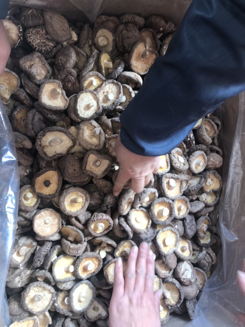 河南大香菇干货新货批发蘑菇食用菌农产品基地批发常年供应