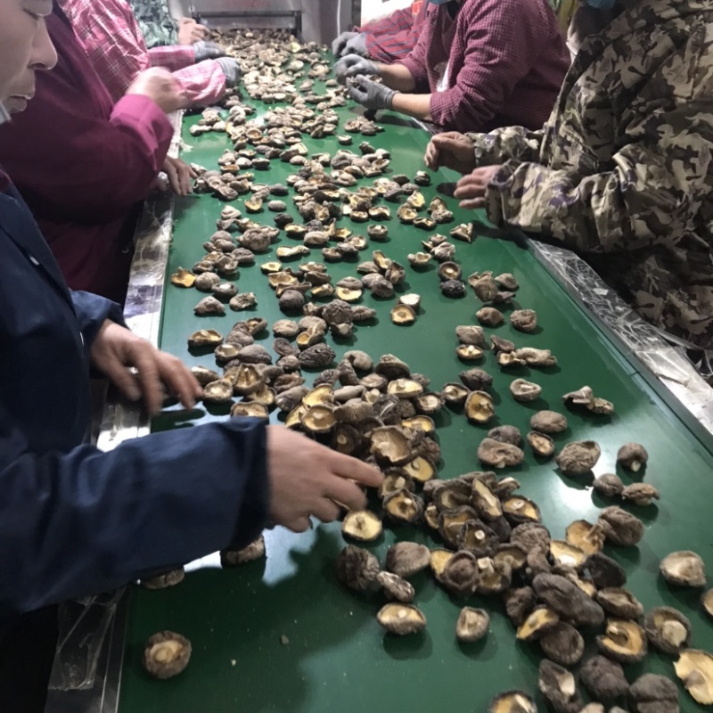 河南大香菇干货新货批发蘑菇食用菌农产品基地批发常年供应