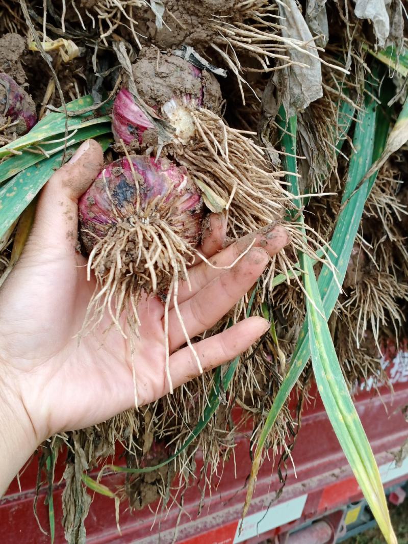 中牟早熟紫皮鲜大蒜：把子蒜.蒜头.干蒜.产地直发代办业务