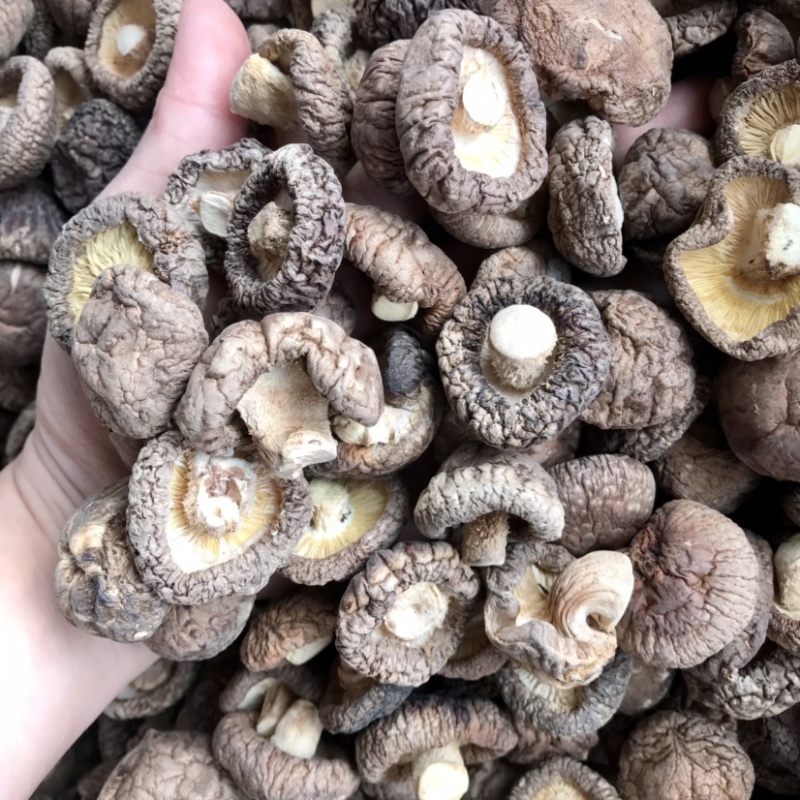 特级香菇干货面菇肉厚冬菇口感肥美现货产地直发
