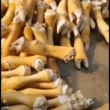 牛蹄