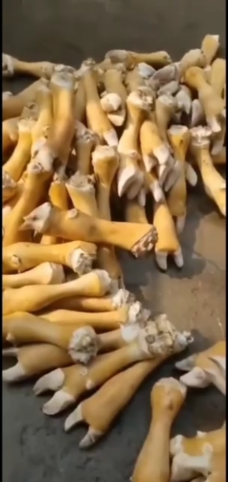 牛蹄