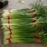 红帽蒜苔大量接单产地直发品质保证诚信合作欢迎来电