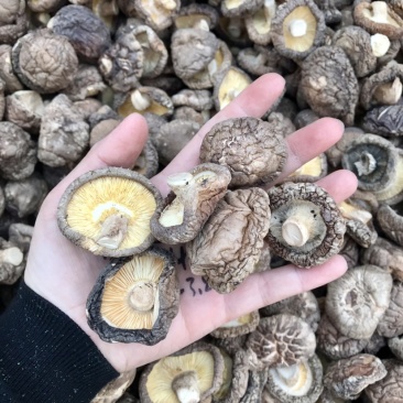 【强烈推荐】河南优质香菇干货，产地供应，欢迎来电洽谈合作