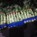红叶香莴笋好质量无空心，无苔，无花，质量好，高度五十五公
