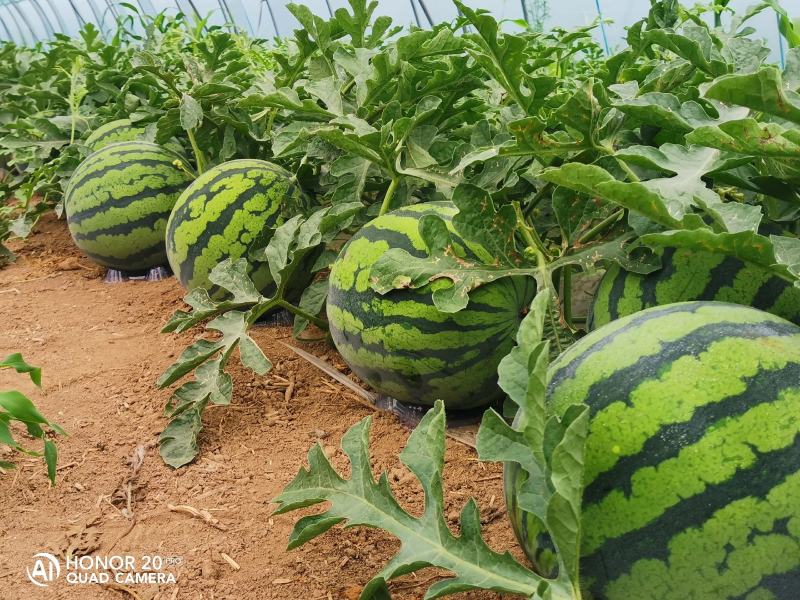 万亩正宗8424种植基地，田间地头现摘现发，包熟瓤甜